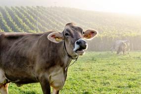 wonderful Cows Cattle Animal