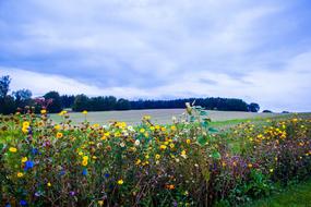 multicolored flowers on a field in Denmark