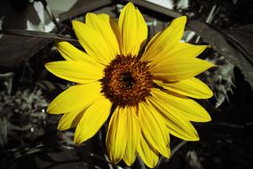 Sunflower Color Key Yellow