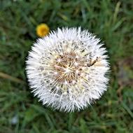 Nature Plant Dandelion