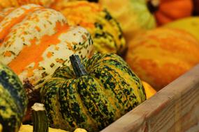 Pumpkins Autumn Decoration