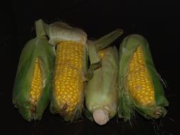 Corn The Ear Harvest