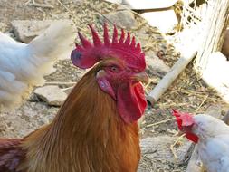 rooster and chickens on the farm