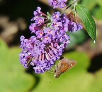 brown butterfly on purple lilac flowers