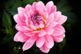 pink Dahlia Blossom in garden