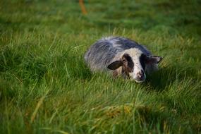 black sheep on green grass