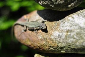 little lizard on a stone in the sun in a blurred background