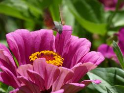 Macroglossum Stellatarum Sphinx