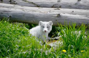 Arctic small Fox