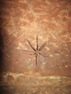 spider with long legs on a brown wall