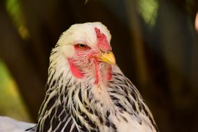 macro photo of a black and white chicken