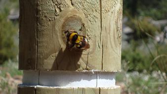 bee on wooden post