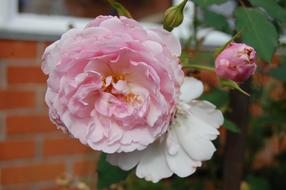 Pink Rose Flowers in nature