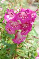 Penstemon Flower Pink