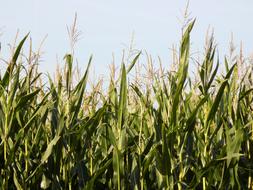 fresh corn leaves