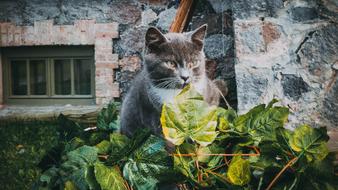 kitten in front of a stone cottage