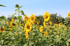 yellow sunflowers in a field landscape