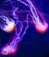 Jellyfish Glow Aquatic