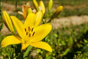 Lily Flower Blossom