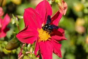 Carpenter Bee, Insect