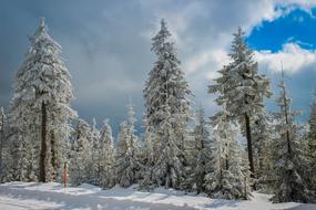 Tree Snow Nature