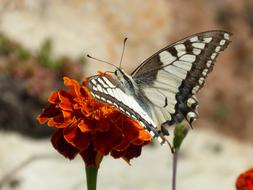 Butterfly Papilio Machaon