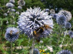 Hummel Bee on purple Blossom