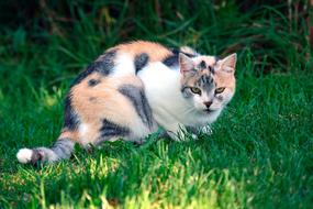 spotted cat on green grass close up