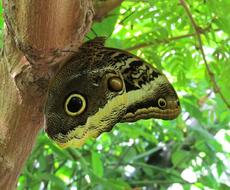 butterfly on the tree trunk