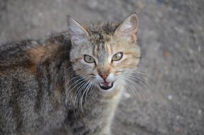 wonderful Cat Animal Pet