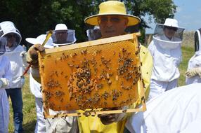 bees box people sit