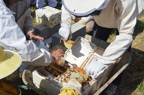 bee reproduction in a box