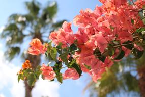 beautiful flowers in the garden on a tree