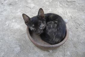 spotted kitten lies in a bowl