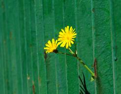 yellow small flowers on a green background