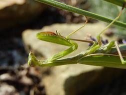 incredibly cut Mantis Religiosa