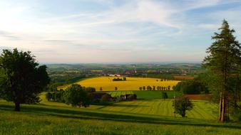 Spring Blooming Rape Field