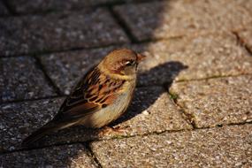 gorgeous Sparrow Bird