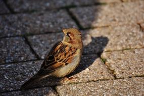 little sparrow on the pavement close up