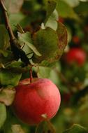 red apple on a tree