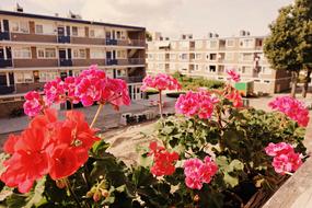 flowers on the balcony of the house