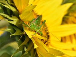 Delicate Insect Grasshopper on sunflower