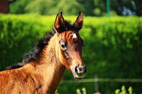 Cute foal on the farm