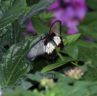 Butterfly Rumanzovia on a plant close-up on a blurred background