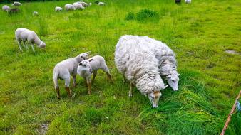 incredibly cute Sheep Lamb