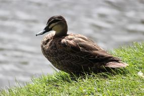 charming Duck Bird Lake