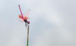 Beautiful colorful dragonfly on the plant at cloudy sky background