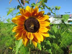 Sunflower Flower Yellow