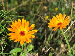 Flower Yellow Nature
