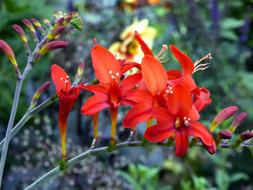 Lily Ornamental Garden Orange